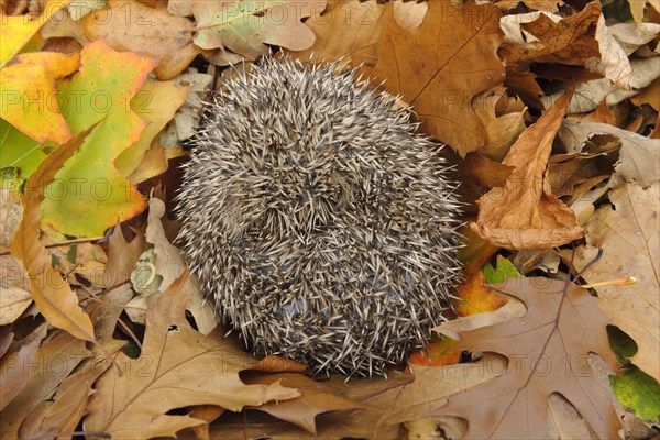 European Hedgehog