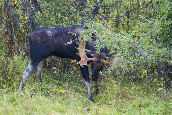 American elk