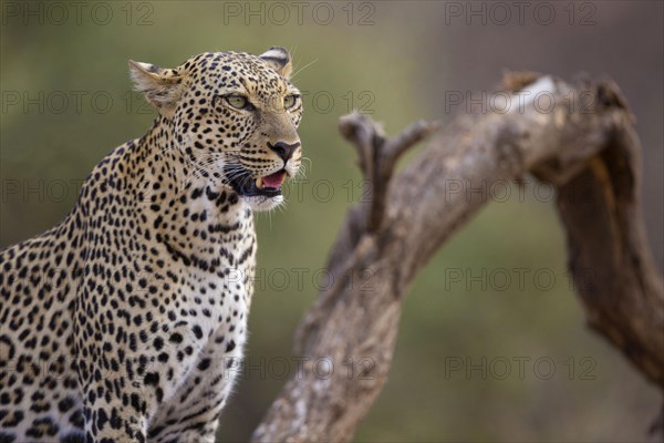 African leopard