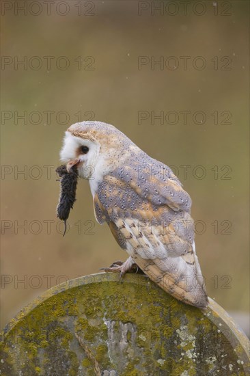 Common barn owl