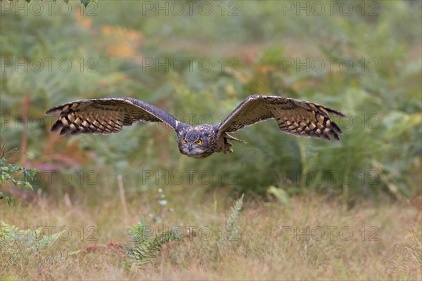 Eurasian eagle-owl