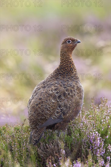 Red Grouse