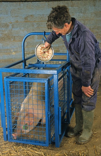 Pig farming