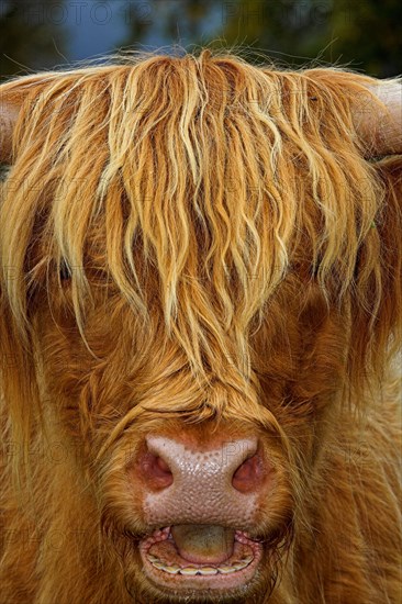 Highland Cattle