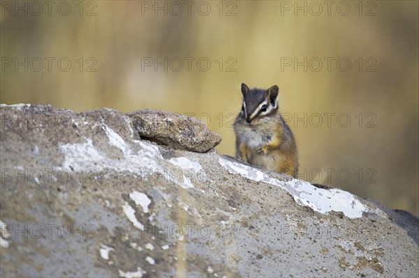 Least Chipmunk