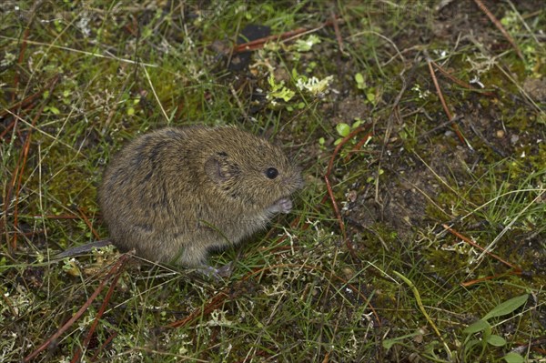 Field Mouse