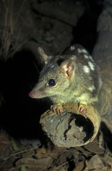 Pygmy pouch marten