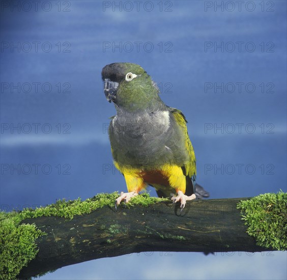 Rock Parakeet