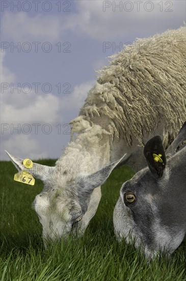 Domestic Sheep