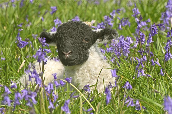 Domestic Sheep