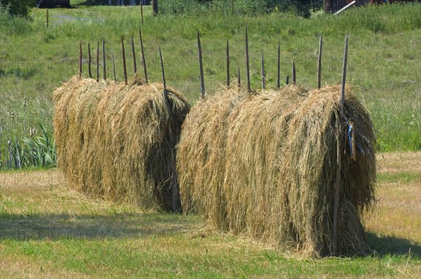 Haymaking