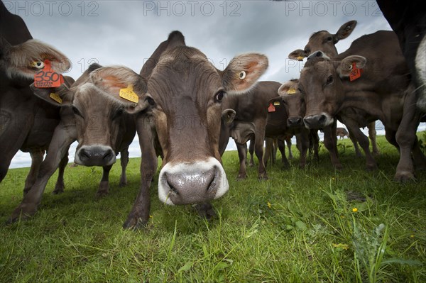 Domestic cattle