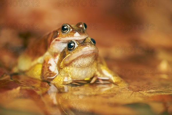 Common Frog