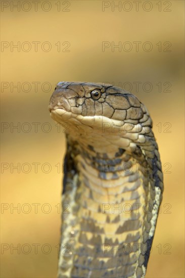 King Cobra