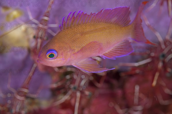 Flagfish