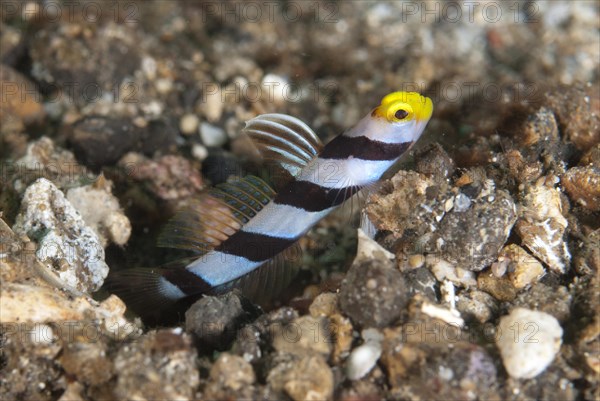 Yellownose Shrimpgoby