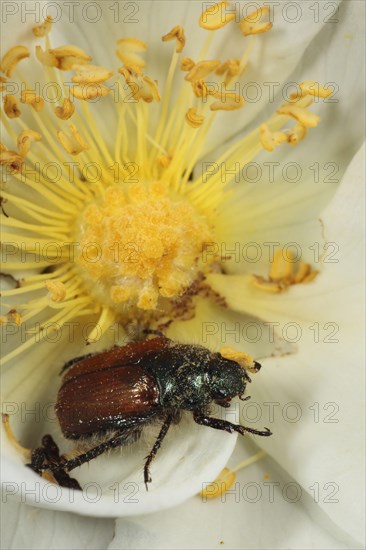 Adult bracken chafer