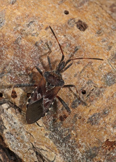 American pine bug