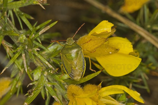 Gorse shield bug