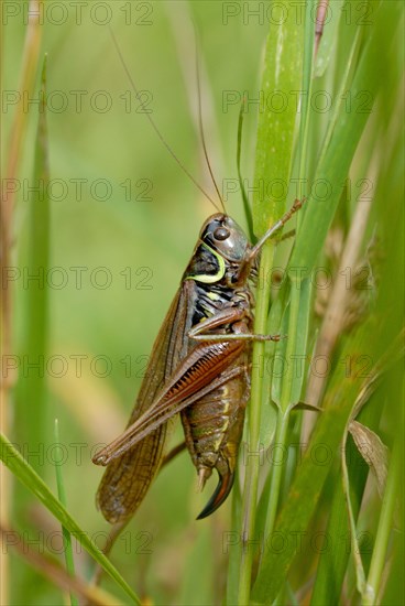 Roesel's Bush-cricket