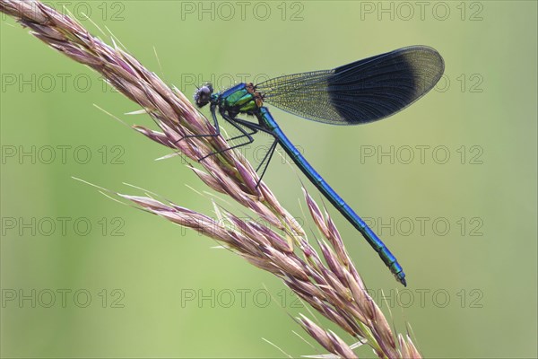 Banded Demoiselle