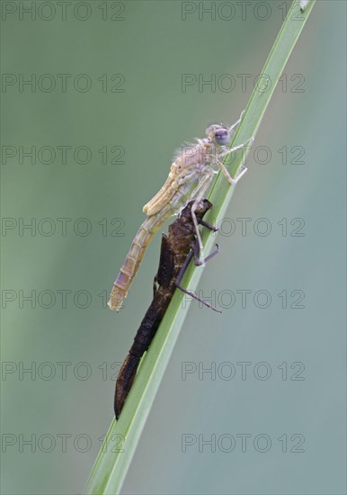 Red-eyed damselfly