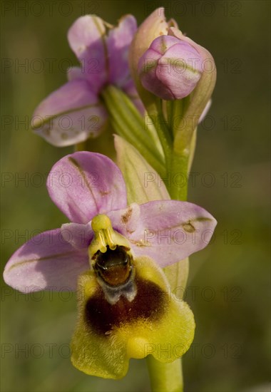 Sawfly orchid