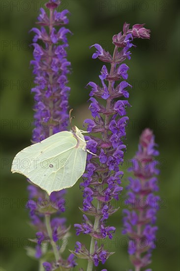 Brimstone