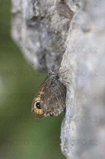 Large Wall Brown