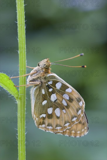 Argynnis aglaia