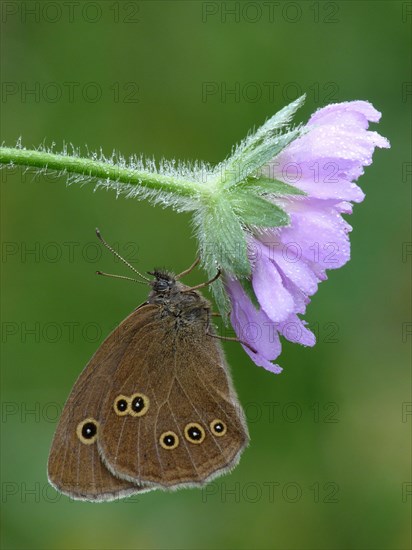 Ringlet