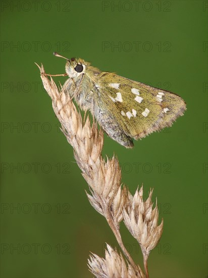 Silver-spotted skipper