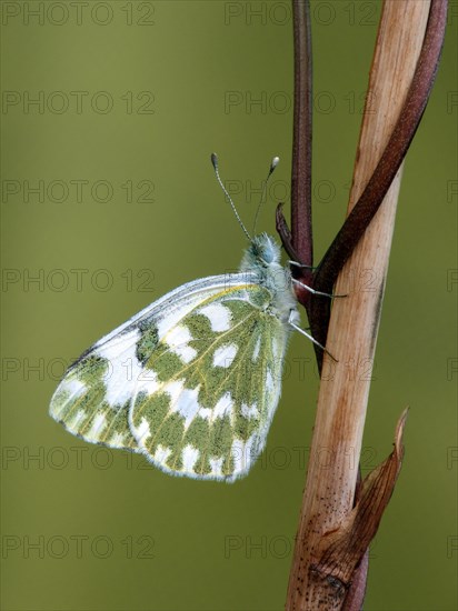 Bath bath white