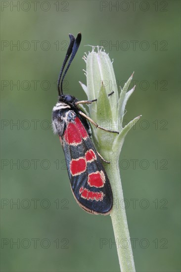 Sainfoin Widder