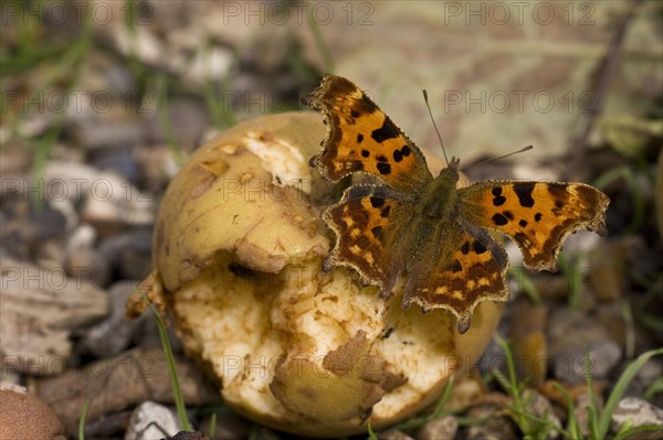 Polygonia C Album