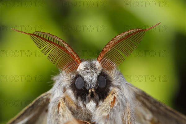 Lobster moth