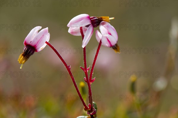 Small cranberry