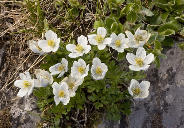 Northern Anemone