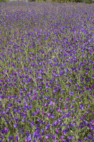 Viper's bugloss