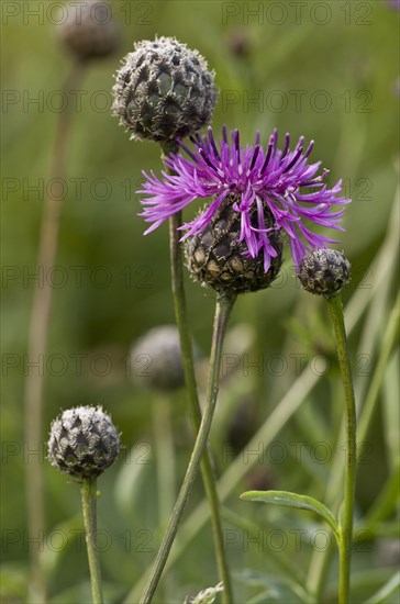 Greater Knapweed