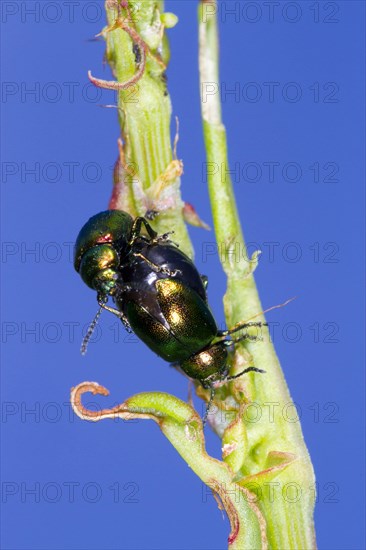 Green green dock beetle