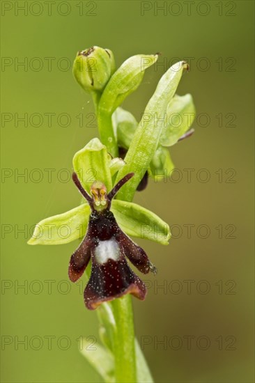 Fly orchid