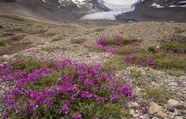 Northern Sweet Vetch