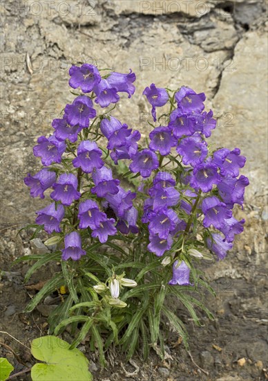 Pyrenean Bellflower