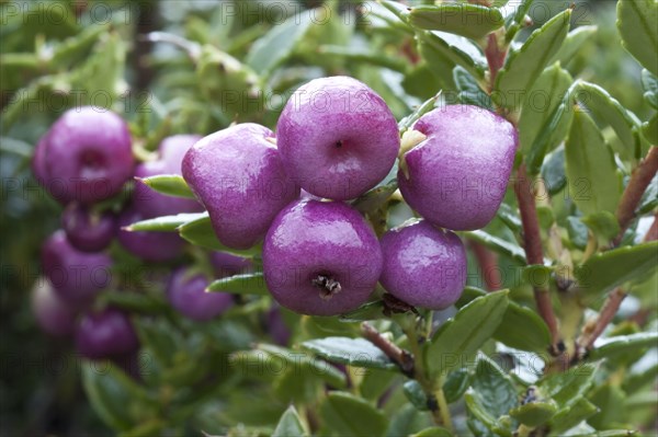 Spiny heather