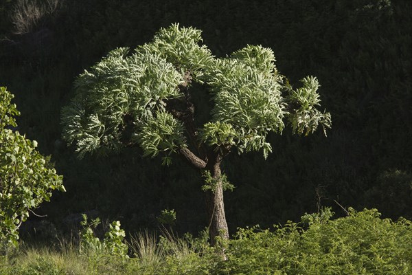 Habitus of the mountain cabbage tree