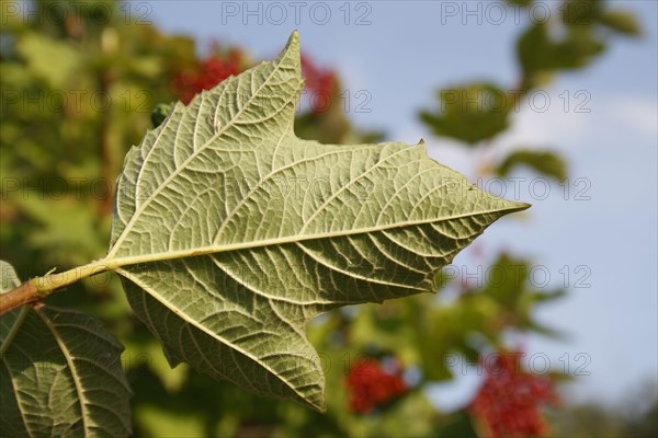 Guelder Rose