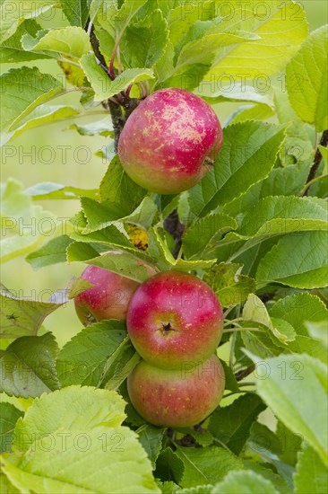 Cultivated apple tree