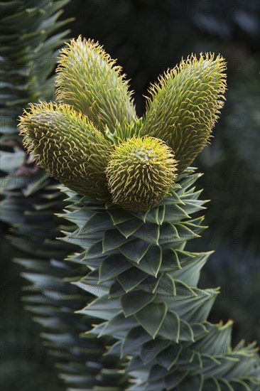 Monkey Puzzle