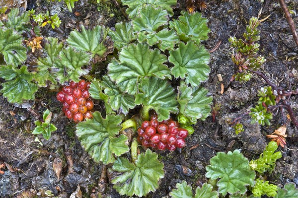 Fruits and leaves of the pig vine